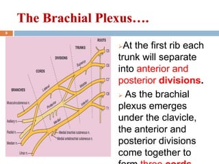 At the first rib each
trunk will separate
into anterior and
posterior divisions.
 As the brachial
plexus emerges
under the clavicle,
the anterior and
posterior divisions
come together to
The Brachial Plexus….The Brachial Plexus….
9
 