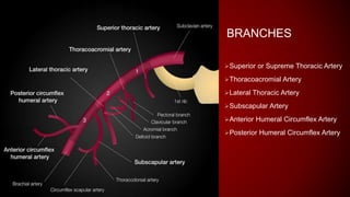 Upper limb Blood Supply  arteries.pptx