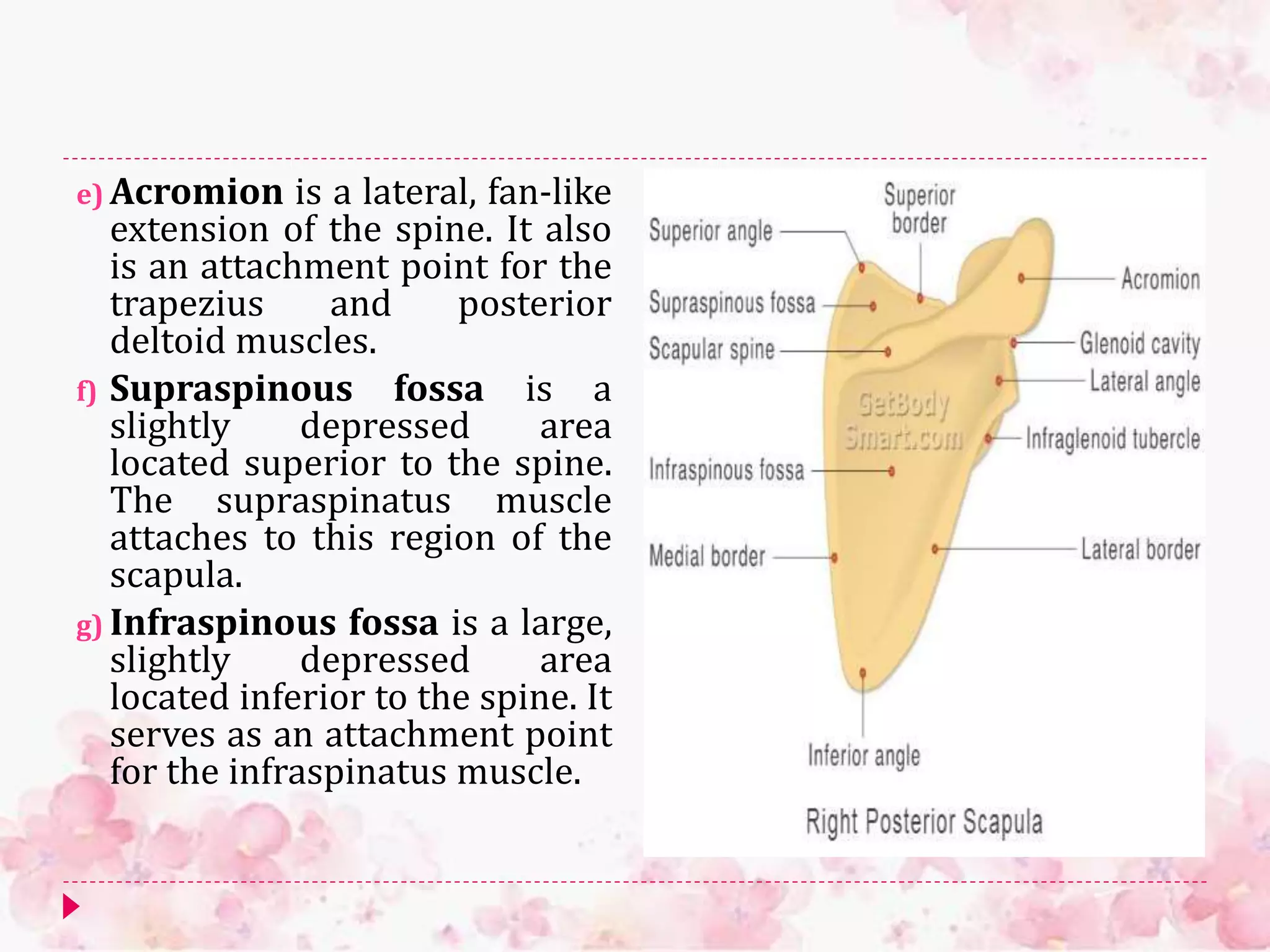 e) Acromion is a lateral, fan-like
extension of the spine. It also
is an attachment point for the
trapezius and posterior
deltoid muscles.
f) Supraspinous fossa is a
slightly depressed area
located superior to the spine.
The supraspinatus muscle
attaches to this region of the
scapula.
g) Infraspinous fossa is a large,
slightly depressed area
located inferior to the spine. It
serves as an attachment point
for the infraspinatus muscle.
 