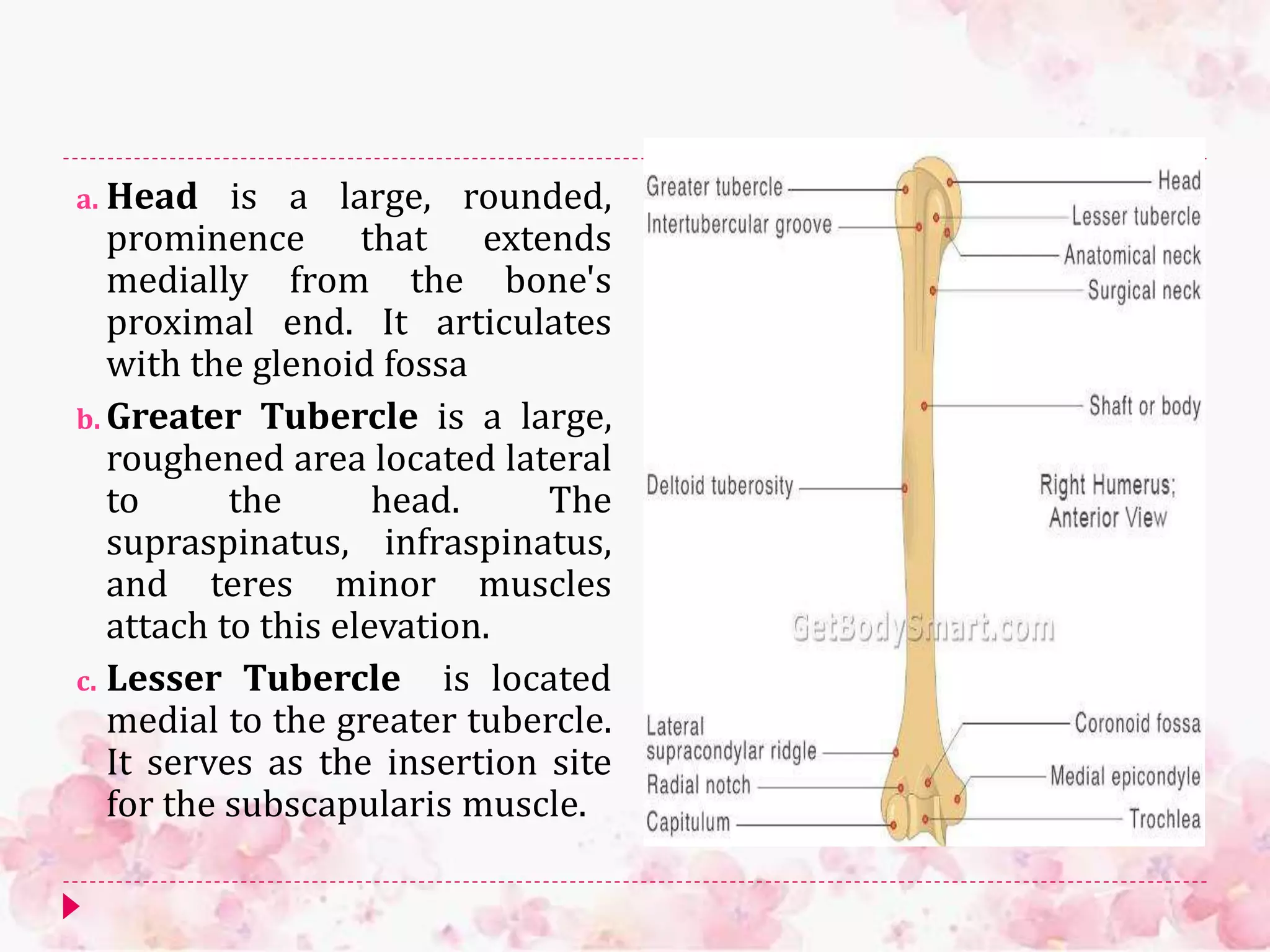 a. Head is a large, rounded,
prominence that extends
medially from the bone's
proximal end. It articulates
with the glenoid fossa
b. Greater Tubercle is a large,
roughened area located lateral
to the head. The
supraspinatus, infraspinatus,
and teres minor muscles
attach to this elevation.
c. Lesser Tubercle is located
medial to the greater tubercle.
It serves as the insertion site
for the subscapularis muscle.
 