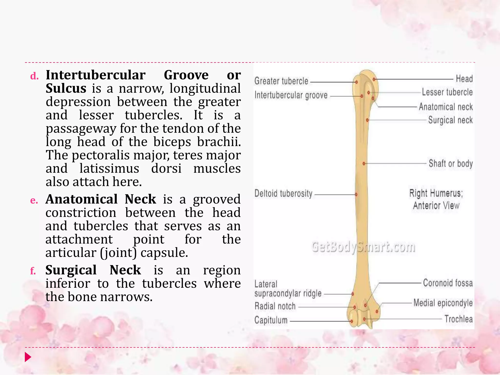 d. Intertubercular Groove or
Sulcus is a narrow, longitudinal
depression between the greater
and lesser tubercles. It is a
passageway for the tendon of the
long head of the biceps brachii.
The pectoralis major, teres major
and latissimus dorsi muscles
also attach here.
e. Anatomical Neck is a grooved
constriction between the head
and tubercles that serves as an
attachment point for the
articular (joint) capsule.
f. Surgical Neck is an region
inferior to the tubercles where
the bone narrows.
 