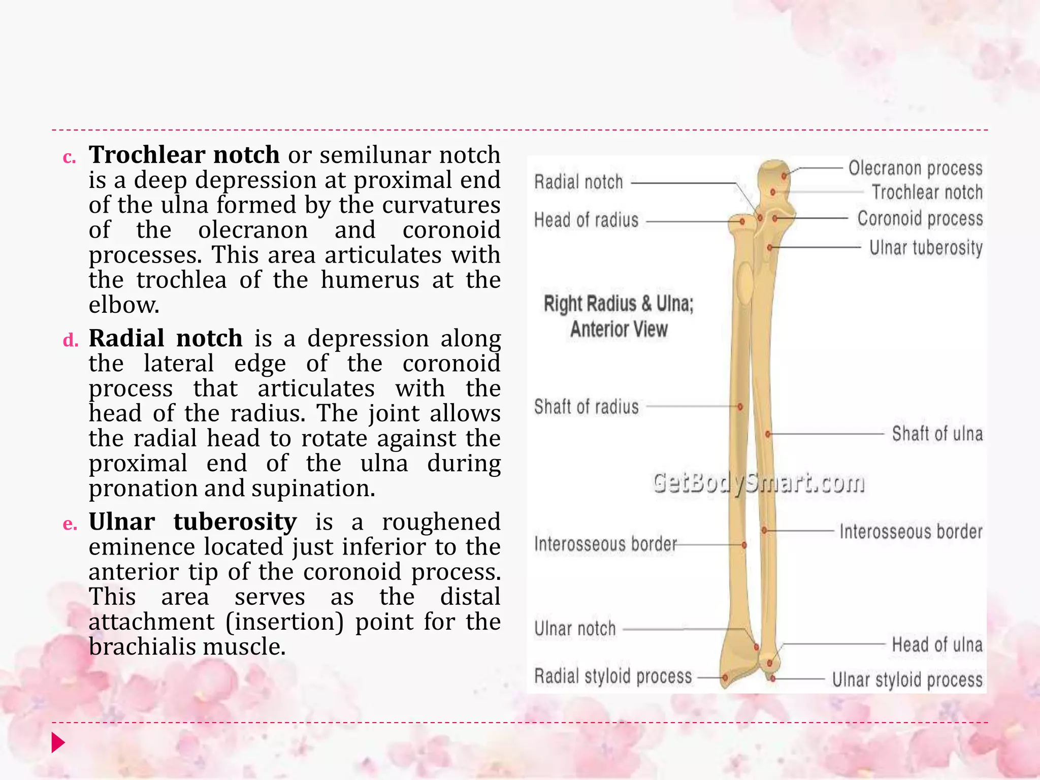c. Trochlear notch or semilunar notch
is a deep depression at proximal end
of the ulna formed by the curvatures
of the olecranon and coronoid
processes. This area articulates with
the trochlea of the humerus at the
elbow.
d. Radial notch is a depression along
the lateral edge of the coronoid
process that articulates with the
head of the radius. The joint allows
the radial head to rotate against the
proximal end of the ulna during
pronation and supination.
e. Ulnar tuberosity is a roughened
eminence located just inferior to the
anterior tip of the coronoid process.
This area serves as the distal
attachment (insertion) point for the
brachialis muscle.
 