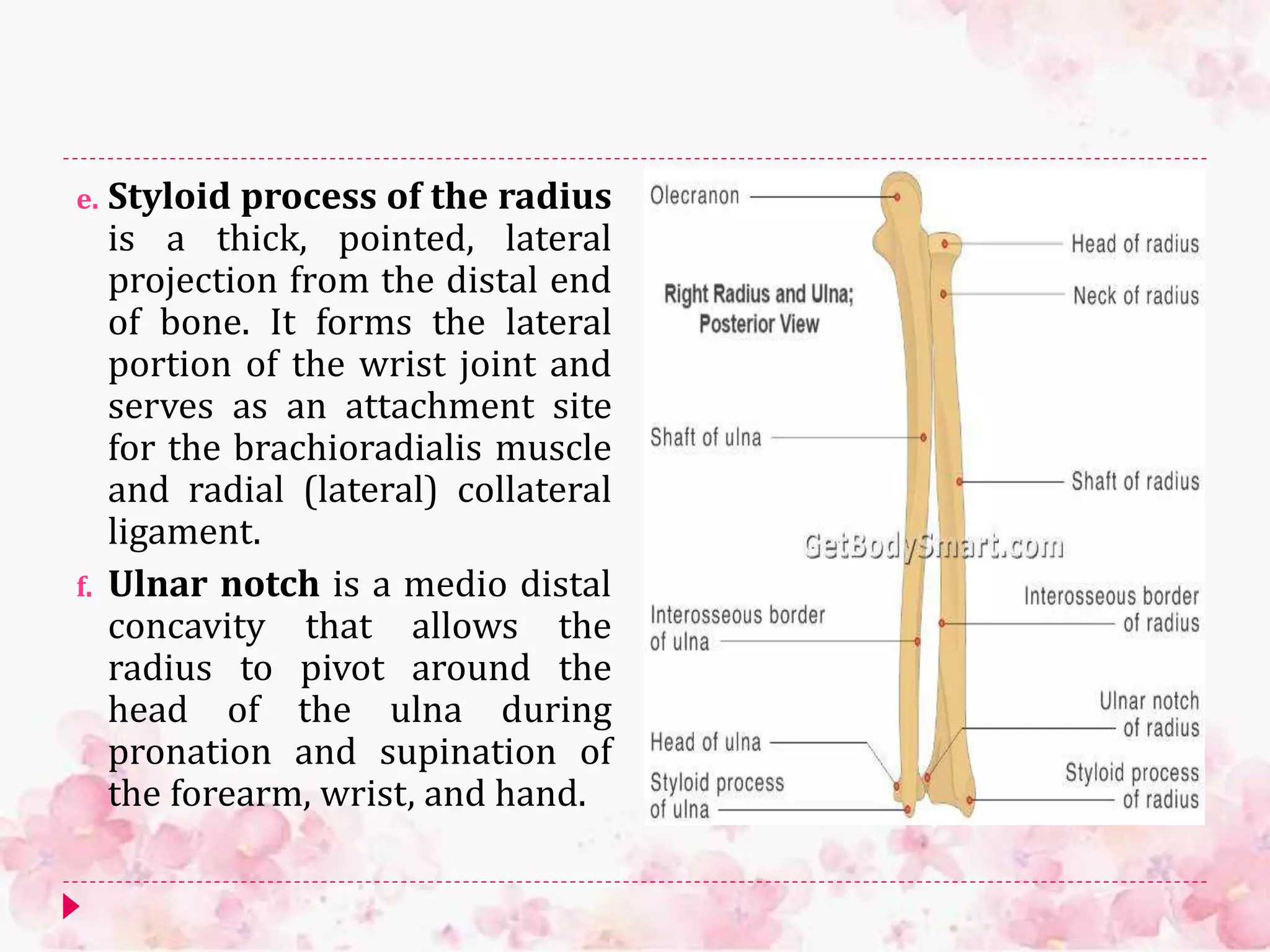 e. Styloid process of the radius
is a thick, pointed, lateral
projection from the distal end
of bone. It forms the lateral
portion of the wrist joint and
serves as an attachment site
for the brachioradialis muscle
and radial (lateral) collateral
ligament.
f. Ulnar notch is a medio distal
concavity that allows the
radius to pivot around the
head of the ulna during
pronation and supination of
the forearm, wrist, and hand.
 