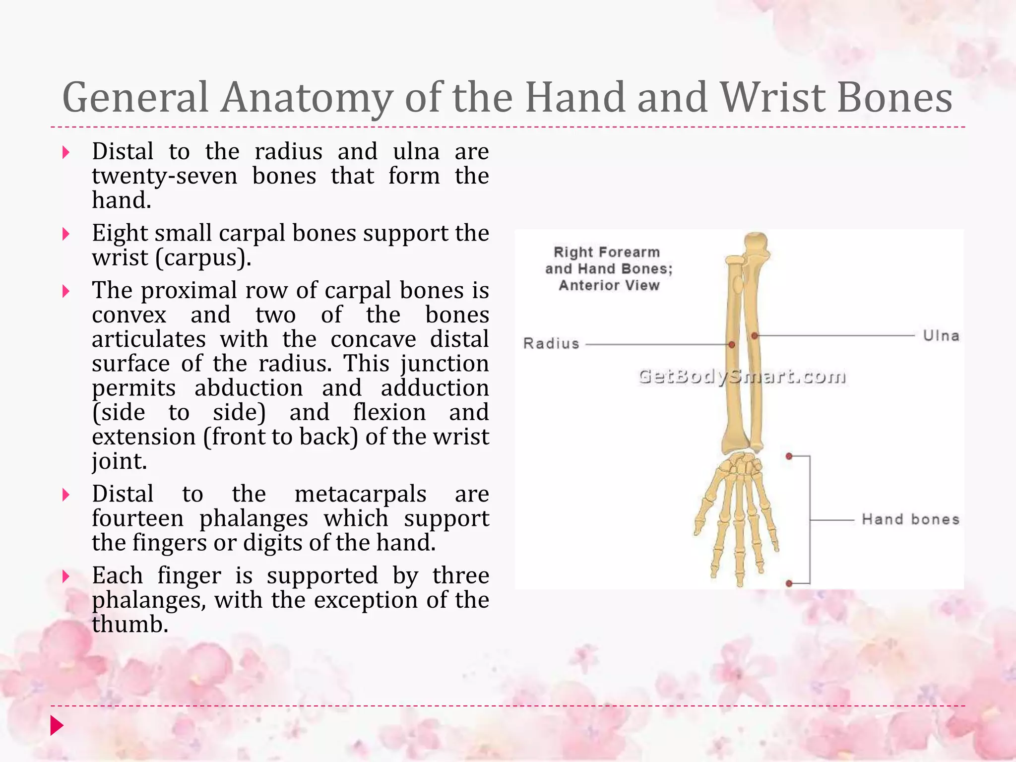 General Anatomy of the Hand and Wrist Bones
 Distal to the radius and ulna are
twenty-seven bones that form the
hand.
 Eight small carpal bones support the
wrist (carpus).
 The proximal row of carpal bones is
convex and two of the bones
articulates with the concave distal
surface of the radius. This junction
permits abduction and adduction
(side to side) and flexion and
extension (front to back) of the wrist
joint.
 Distal to the metacarpals are
fourteen phalanges which support
the fingers or digits of the hand.
 Each finger is supported by three
phalanges, with the exception of the
thumb.
 