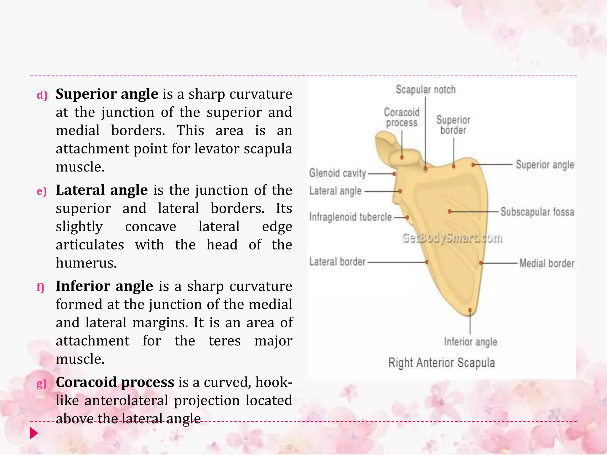 d) Superior angle is a sharp curvature
at the junction of the superior and
medial borders. This area is an
attachment point for levator scapula
muscle.
e) Lateral angle is the junction of the
superior and lateral borders. Its
slightly concave lateral edge
articulates with the head of the
humerus.
f) Inferior angle is a sharp curvature
formed at the junction of the medial
and lateral margins. It is an area of
attachment for the teres major
muscle.
g) Coracoid process is a curved, hook-
like anterolateral projection located
above the lateral angle
 
