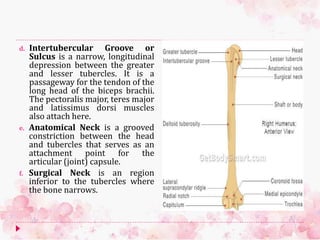 d. Intertubercular Groove or
Sulcus is a narrow, longitudinal
depression between the greater
and lesser tubercles. It is a
passageway for the tendon of the
long head of the biceps brachii.
The pectoralis major, teres major
and latissimus dorsi muscles
also attach here.
e. Anatomical Neck is a grooved
constriction between the head
and tubercles that serves as an
attachment point for the
articular (joint) capsule.
f. Surgical Neck is an region
inferior to the tubercles where
the bone narrows.
 