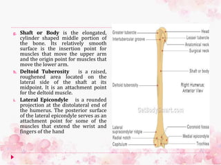 g. Shaft or Body is the elongated,
cylinder shaped middle portion of
the bone. Its relatively smooth
surface is the insertion point for
muscles that move the upper arm
and the origin point for muscles that
move the lower arm.
h. Deltoid Tuberosity is a raised,
roughened area located on the
lateral side of the shaft at its
midpoint. It is an attachment point
for the deltoid muscle.
i. Lateral Epicondyle is a rounded
projection at the distolateral end of
the humerus. The posterior surface
of the lateral epicondyle serves as an
attachment point for some of the
muscles that extend the wrist and
fingers of the hand
 