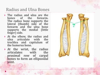 Radius and Ulna Bones
 The radius and ulna are the
bones of the forearm.
The radius bone supports the
lateral (thumb) side of the
forearm and the ulna bone
supports the medial (little
finger) side.
 At the elbow, the radius and
ulna articulate with the
trochlea and capitulum of
the humerus bone.
 At the wrist, the radius
articulates with the
proximal row of carpal
bones to form an ellipsoidal
joint.
 