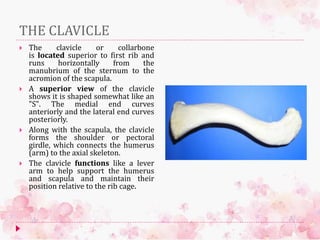 THE CLAVICLE
 The clavicle or collarbone
is located superior to first rib and
runs horizontally from the
manubrium of the sternum to the
acromion of the scapula.
 A superior view of the clavicle
shows it is shaped somewhat like an
"S". The medial end curves
anteriorly and the lateral end curves
posteriorly.
 Along with the scapula, the clavicle
forms the shoulder or pectoral
girdle, which connects the humerus
(arm) to the axial skeleton.
 The clavicle functions like a lever
arm to help support the humerus
and scapula and maintain their
position relative to the rib cage.
 