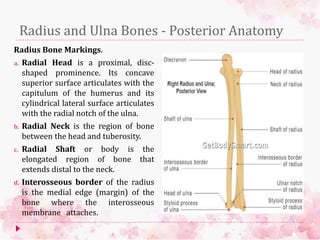Radius and Ulna Bones - Posterior Anatomy
Radius Bone Markings.
a. Radial Head is a proximal, disc-
shaped prominence. Its concave
superior surface articulates with the
capitulum of the humerus and its
cylindrical lateral surface articulates
with the radial notch of the ulna.
b. Radial Neck is the region of bone
between the head and tuberosity.
c. Radial Shaft or body is the
elongated region of bone that
extends distal to the neck.
d. Interosseous border of the radius
is the medial edge (margin) of the
bone where the interosseous
membrane attaches.
 