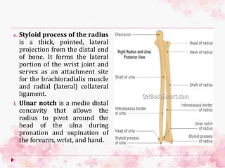 Upper limb bones | PPSX