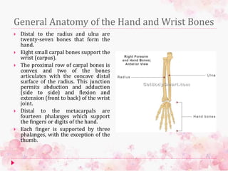General Anatomy of the Hand and Wrist Bones
 Distal to the radius and ulna are
twenty-seven bones that form the
hand.
 Eight small carpal bones support the
wrist (carpus).
 The proximal row of carpal bones is
convex and two of the bones
articulates with the concave distal
surface of the radius. This junction
permits abduction and adduction
(side to side) and flexion and
extension (front to back) of the wrist
joint.
 Distal to the metacarpals are
fourteen phalanges which support
the fingers or digits of the hand.
 Each finger is supported by three
phalanges, with the exception of the
thumb.
 