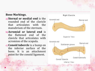 Bone Markings.
a) Sternal or medial end is the
rounded end of the clavicle
that articulates with the
manubrium of the sternum.
b)Acromial or lateral end is
the flattened end of the
clavicle that articulates with
acromion of the scapula.
c) Conoid tubercle is a bump on
the inferior surface of the
bone. It is an attachment
point for the conoid ligament.
 