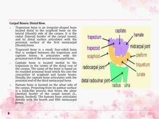 Carpal Bones: Distal Row.
a. Trapezium bone is an irregular-shaped bone
located distal to the scaphoid bone on the
lateral (thumb) side of the carpus. It is the
radial (lateral) border of the carpal tunnel,
and its distal surface articulates with the
proximal surface of the first metacarpal
(thumb) bone.
b. Trapezoid bone is a small, four-sided bone
that is wedged between the trapezium and
capitate bones. It articulates with the
proximal end of the second metacarpal bone.
c. Capitate bone is located medial to the
trapezium in the center of the distal row of
the carpus. The name of the bone is based on
its rounded proximal head which fits into the
concavities of scaphoid and lunate bones.
Distally, the capitate bone articulates with the
proximal end of the third metacarpal bone.
d. Hamate bone is located on the ulnar side of
the carpus. Projecting from its palmar surface
is a hook-like process that forms the ulnar
(medial) border of the carpal tunnel (L.,
hamat, hooked). The hamate bone articulates
distally with the fourth and fifth metacarpal
bones.
 