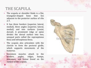 THE SCAPULA.
 The scapula or shoulder blade is a flat,
triangular-shaped bone that lies
adjacent to the posterior surface of ribs
2-7.
 It has three borders (superior, lateral,
medial), three angles (superior, lateral,
medial) and two surfaces (costal,
dorsal). A prominent ridge or spine
divides the dorsal surface into two,
unequal parts called the supraspinous
fossa and infraspinous fossa.
 The scapula also articulates with the
clavicle to form the pectoral girdle,
which supports movements of the
humerus.
 Seventeen muscles attach to the
borders, angles, ridges, bumps,
processes, and fossae found on the
surface of the scapula.
 