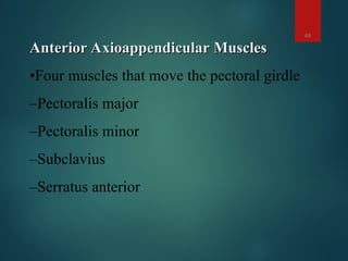 upper limb bones,muscles and joints.2.ppt