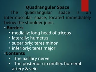 Quadrangular Space Approach upper limb bones,muscles and joints.2.ppt