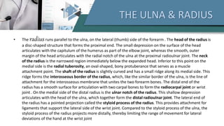 THE ULNA & RADIUS
• The radiusruns parallel to the ulna, on the lateral (thumb) side of the forearm . The head of the radius is
a disc-shaped structure that forms the proximal end. The small depression on the surface of the head
articulates with the capitulum of the humerus as part of the elbow joint, whereas the smooth, outer
margin of the head articulates with the radial notch of the ulna at the proximal radioulnar joint. The neck
of the radius is the narrowed region immediately below the expanded head. Inferior to this point on the
medial side is the radial tuberosity, an oval-shaped, bony protuberance that serves as a muscle
attachment point. The shaft of the radius is slightly curved and has a small ridge along its medial side. This
ridge forms the interosseous border of the radius, which, like the similar border of the ulna, is the line of
attachment for the interosseous membrane that unites the two forearm bones. The distal end of the
radius has a smooth surface for articulation with two carpal bones to form the radiocarpal joint or wrist
joint . On the medial side of the distal radius is the ulnar notch of the radius. This shallow depression
articulates with the head of the ulna, which together form the distal radioulnar joint. The lateral end of
the radius has a pointed projection called the styloid process of the radius. This provides attachment for
ligaments that support the lateral side of the wrist joint. Compared to the styloid process of the ulna, the
styloid process of the radius projects more distally, thereby limiting the range of movement for lateral
deviations of the hand at the wrist joint
 