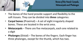 Bones of the Hand: Carpals,
Metacarpals and Phalanges
• The bones of the hand provide support and flexibility to the
soft tissues. They can be divided into three categories:
• Carpal bones (Proximal) – A set of eight irregularly shaped
bones. These are located in the wrist area.
• Metacarpals – There are five metacarpals, each one related to
a digit
• Phalanges (Distal) – The bones of the fingers. Each finger has
three phalanges, except for the thumb, which has two.
 