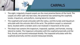 CARPALS
• The eight, irregularly shaped carpals are the most proximal bones of the hand. The
carpals are often split into two rows, the proximal row containing the scaphoid,
lunate, triquetrum, and pisiform, moving lateral to medial.
• The scaphoid and lunate articulate with the radius, and the lunate and triquetrum
articulate with the articular disk of the wrist. The pisiform carpal is a sesamoid
bone, located within a tendon and is not involved in movement at the wrist.
• The distal row contains the trapezium, trapezoid, capitate, and hamate, moving
lateral to medial. The trapezium articulates with the scaphoid proximally and the
first, thumb, and second metacarpal distally. The trapezoid articulates with the
scaphoid proximally and the second metacarpal distally.
 