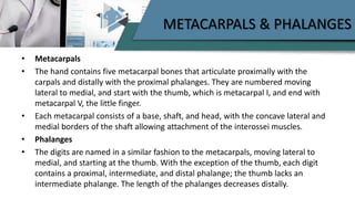 METACARPALS & PHALANGES
• Metacarpals
• The hand contains five metacarpal bones that articulate proximally with the
carpals and distally with the proximal phalanges. They are numbered moving
lateral to medial, and start with the thumb, which is metacarpal I, and end with
metacarpal V, the little finger.
• Each metacarpal consists of a base, shaft, and head, with the concave lateral and
medial borders of the shaft allowing attachment of the interossei muscles.
• Phalanges
• The digits are named in a similar fashion to the metacarpals, moving lateral to
medial, and starting at the thumb. With the exception of the thumb, each digit
contains a proximal, intermediate, and distal phalange; the thumb lacks an
intermediate phalange. The length of the phalanges decreases distally.
 