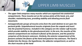 UPPER LIMB MUSCLES
• The upper limb comprises many muscles which are organized into anatomical
compartments. These muscles act on the various joints of the hand, arm, and
shoulder, maintaining tone, providing stability and allowing precise fluid
movement.
• Axioappendicular groups of muscles arise from the axial skeleton to act upon the
pectoral girdle. Scapulohumeral muscles originate from the scapula and insert
into the proximal humerus. Included in this category are the rotator cuff muscles
which provide stability to the glenohumeral joint. In the arm, the muscles of the
anterior compartment are involved in flexion of the forearm, and the posterior
comprises of the forearm extensors. Similarly, the anterior compartment of the
forearm contains the flexors of the hand and posterior has extensors. The hand is
divided into the thenar, the hypothenar, the adductor compartment, as well as
the short muscles of the hand
 