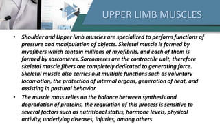 UPPER LIMB MUSCLES
• Shoulder and Upper limb muscles are specialized to perform functions of
pressure and manipulation of objects. Skeletal muscle is formed by
myofibers which contain millions of myofibrils, and each of them is
formed by sarcomeres. Sarcomeres are the contractile unit, therefore
skeletal muscle fibers are completely dedicated to generating force.
Skeletal muscle also carries out multiple functions such as voluntary
locomotion, the protection of internal organs, generation of heat, and
assisting in postural behavior.
• The muscle mass relies on the balance between synthesis and
degradation of proteins, the regulation of this process is sensitive to
several factors such as nutritional status, hormone levels, physical
activity, underlying diseases, injuries, among others
 