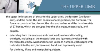 THE UPPER LIMB
the upper limb consists of the arm (the upper arm), the forearm (the lower
arm), and the hand. The arm consists of a single bone, the humerus. The
forearm consists of two bones, the ulna and radius. And the hand consists
of 27 bones, which are grouped into the phalanges, metacarpals, and
carpals.
• extending from the scapulae and clavicles down to and including
the digits, including all the musculatures and ligaments involved with
the shoulder, elbow, wrist and knuckle joints. In humans, each upper limb
is divided into the arm, forearm and hand, and is primarily used
for climbing, lifting and manipulating objects.
 