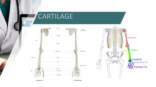 CARTILAGE
 
