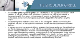 THE SHOULDER GIRDLE
• The shoulder girdle or pectoral girdle is the set of bones in the appendicular skeleton which
connects to the arm on each side. In humans it consists of the clavicle and scapula; in
those species with three bones in the shoulder, it consists of the clavicle, scapula,
and coracoid. Some mammalian species (such as the dog and the horse) have only the
scapula.
• The pectoral girdles are to the upper limbs as the pelvic girdle is to the lower limbs; the
girdles are the parts of the appendicular skeleton that anchor the appendages to the axial
skeleton.
• In humans, the only true anatomical joints between the shoulder girdle and the axial skeleton
are the sternoclavicular joints on each side. No anatomical joint exists between each scapula
and the rib cage; instead the muscular connection or physiological joint between the two
permits great mobility of the shoulder girdle compared to the compact pelvic girdle; because
the upper limb is not usually involved in weight bearing, its stability has been sacrificed in
exchange for greater mobility. In those species having only the scapula, no joint exists
between the forelimb and the thorax, the only attachment being muscular.
 