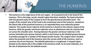 THE HUMERUS
• The humerus is the single bone of the arm region . At its proximal end is the head of the
humerus. This is the large, round, smooth region that faces medially. The head articulates
with the glenoid cavity of the scapula to form the glenohumeral (shoulder) joint . The
margin of the smooth area of the head is the anatomical neck of the humerus. Located on
the lateral side of the proximal humerus is an expanded bony area called the greater
tubercle. The smaller lesser tubercle of the humerus is found on the anterior aspect of the
humerus. Both the greater and lesser tubercles serve as attachment sites for muscles that
act across the shoulder joint . Passing between the greater and lesser tubercles is the
narrow intertubercular groove (sulcus), which is also known as the bicipital groove because
it provides passage for a tendon of the biceps brachii muscle. The surgical neck is located
where the proximal end of the humerus joins the narrow shaft of the humerus, and is a
common site of arm fractures. The deltoid tuberosity is a roughened, V-shaped region
located on the lateral side in the middle of the humerus shaft. As its name indicates, it is
the site of attachment for the deltoid muscle.
 