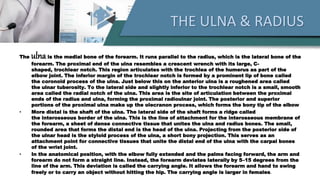 THE ULNA & RADIUS
The ulnais the medial bone of the forearm. It runs parallel to the radius, which is the lateral bone of the
forearm. The proximal end of the ulna resembles a crescent wrench with its large, C-
shaped, trochlear notch. This region articulates with the trochlea of the humerus as part of the
elbow joint. The inferior margin of the trochlear notch is formed by a prominent lip of bone called
the coronoid process of the ulna. Just below this on the anterior ulna is a roughened area called
the ulnar tuberosity. To the lateral side and slightly inferior to the trochlear notch is a small, smooth
area called the radial notch of the ulna. This area is the site of articulation between the proximal
ends of the radius and ulna, forming the proximal radioulnar joint. The posterior and superior
portions of the proximal ulna make up the olecranon process, which forms the bony tip of the elbow
• More distal is the shaft of the ulna. The lateral side of the shaft forms a ridge called
the interosseous border of the ulna. This is the line of attachment for the interosseous membrane of
the forearm, a sheet of dense connective tissue that unites the ulna and radius bones. The small,
rounded area that forms the distal end is the head of the ulna. Projecting from the posterior side of
the ulnar head is the styloid process of the ulna, a short bony projection. This serves as an
attachment point for connective tissues that unite the distal end of the ulna with the carpal bones
of the wrist joint.
• In the anatomical position, with the elbow fully extended and the palms facing forward, the arm and
forearm do not form a straight line. Instead, the forearm deviates laterally by 5–15 degrees from the
line of the arm. This deviation is called the carrying angle. It allows the forearm and hand to swing
freely or to carry an object without hitting the hip. The carrying angle is larger in females.
 