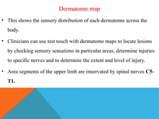 Derma Ms Map UPPER LIMB DERMATOMES AND THEIR CLINICAL SIGNIFICANCE. pptx | PPTX