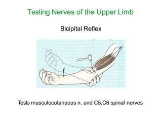 Upper limb full intro | PPTX