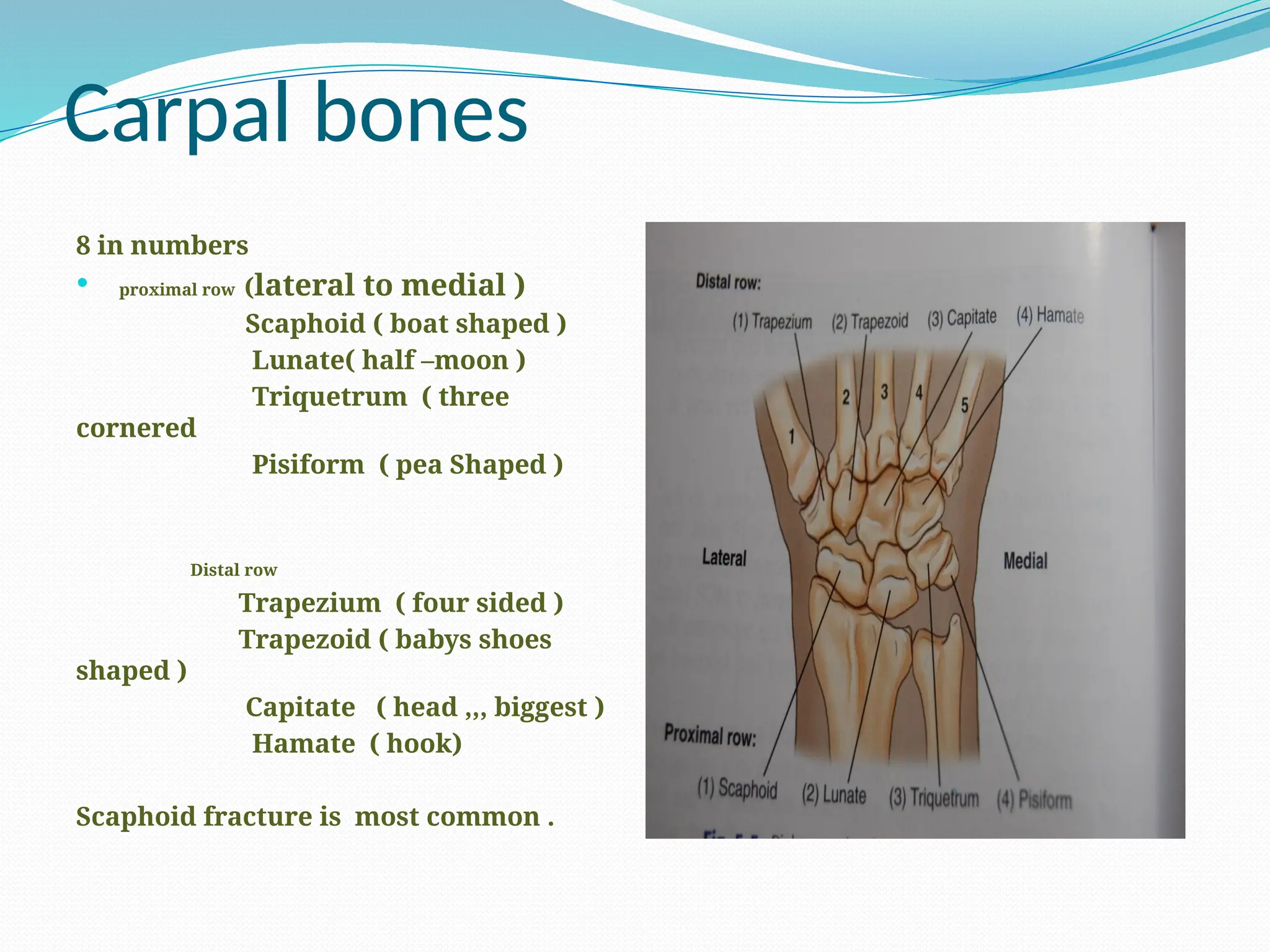 Carpal bones
8 in numbers
 proximal row (lateral to medial )
Scaphoid ( boat shaped )
Lunate( half –moon )
Triquetrum ( three
cornered
Pisiform ( pea Shaped )
Distal row
Trapezium ( four sided )
Trapezoid ( babys shoes
shaped )
Capitate ( head ,,, biggest )
Hamate ( hook)
Scaphoid fracture is most common .
 