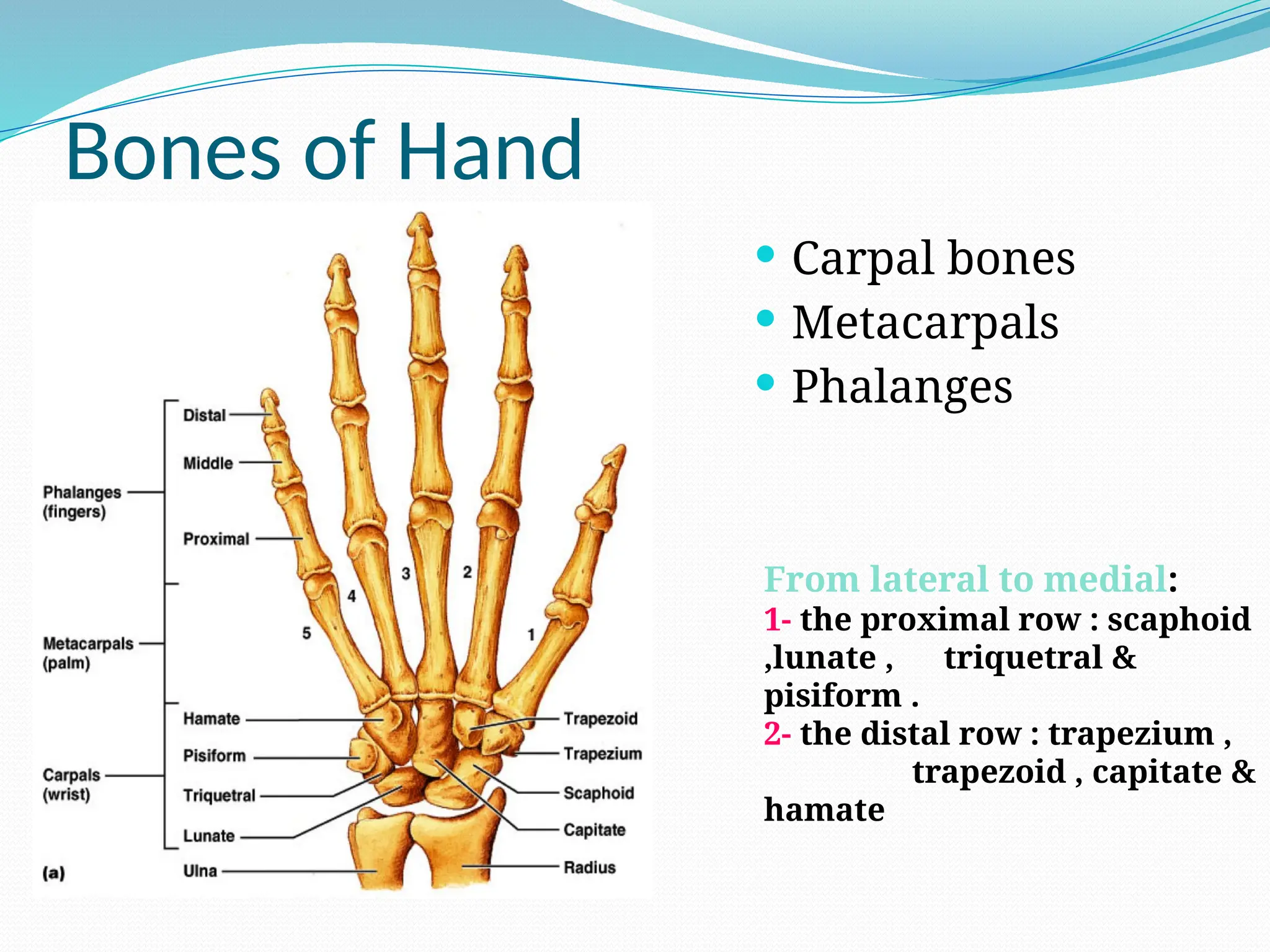 Bones of Hand
 Carpal bones
 Metacarpals
 Phalanges
From lateral to medial:
1- the proximal row : scaphoid
,lunate , triquetral &
pisiform .
2- the distal row : trapezium ,
trapezoid , capitate &
hamate
 