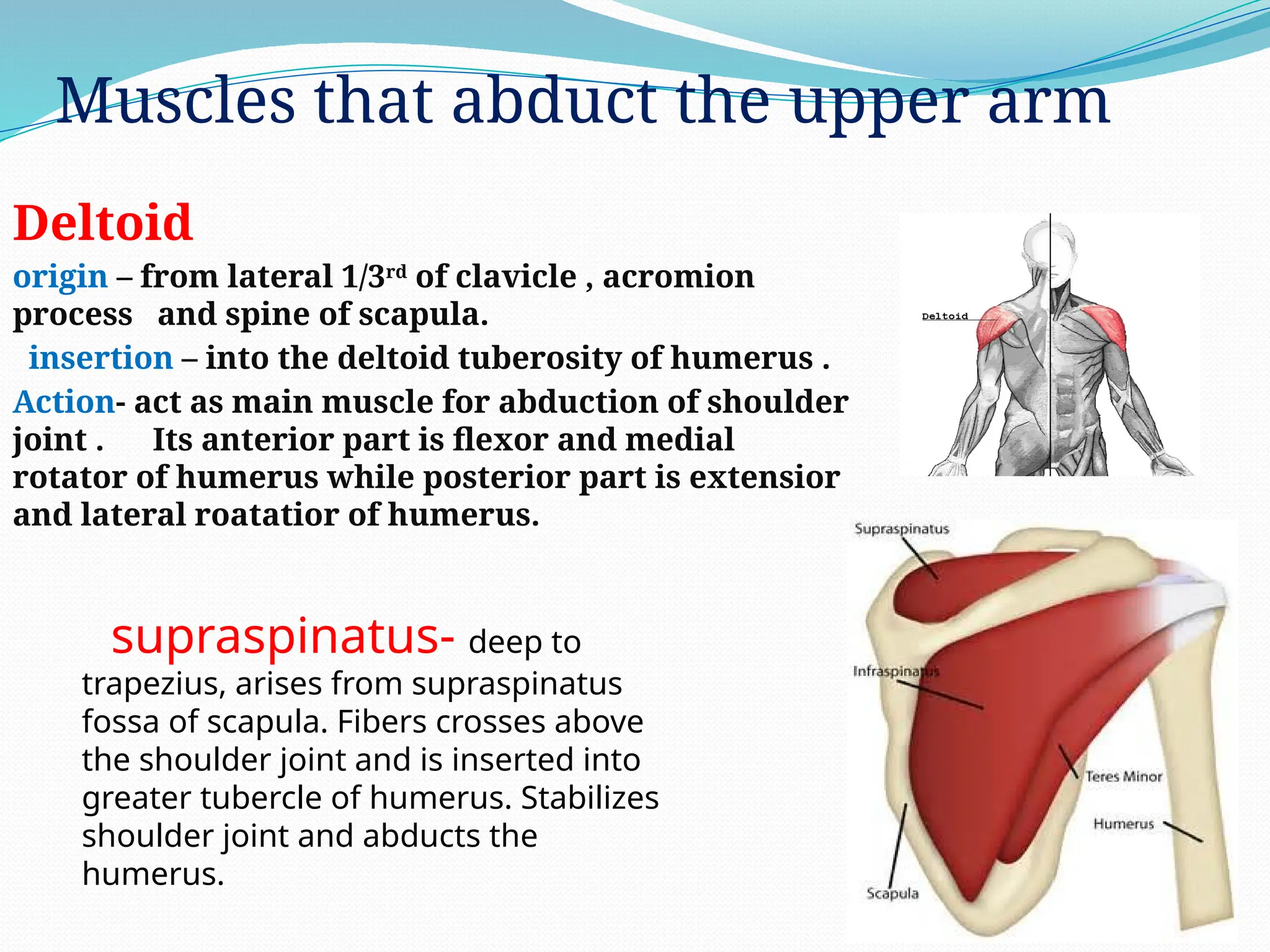 Deltoid
origin – from lateral 1/3rd
of clavicle , acromion
process and spine of scapula.
insertion – into the deltoid tuberosity of humerus .
Action- act as main muscle for abduction of shoulder
joint . Its anterior part is flexor and medial
rotator of humerus while posterior part is extensior
and lateral roatatior of humerus.
supraspinatus- deep to
trapezius, arises from supraspinatus
fossa of scapula. Fibers crosses above
the shoulder joint and is inserted into
greater tubercle of humerus. Stabilizes
shoulder joint and abducts the
humerus.
Muscles that abduct the upper arm
 