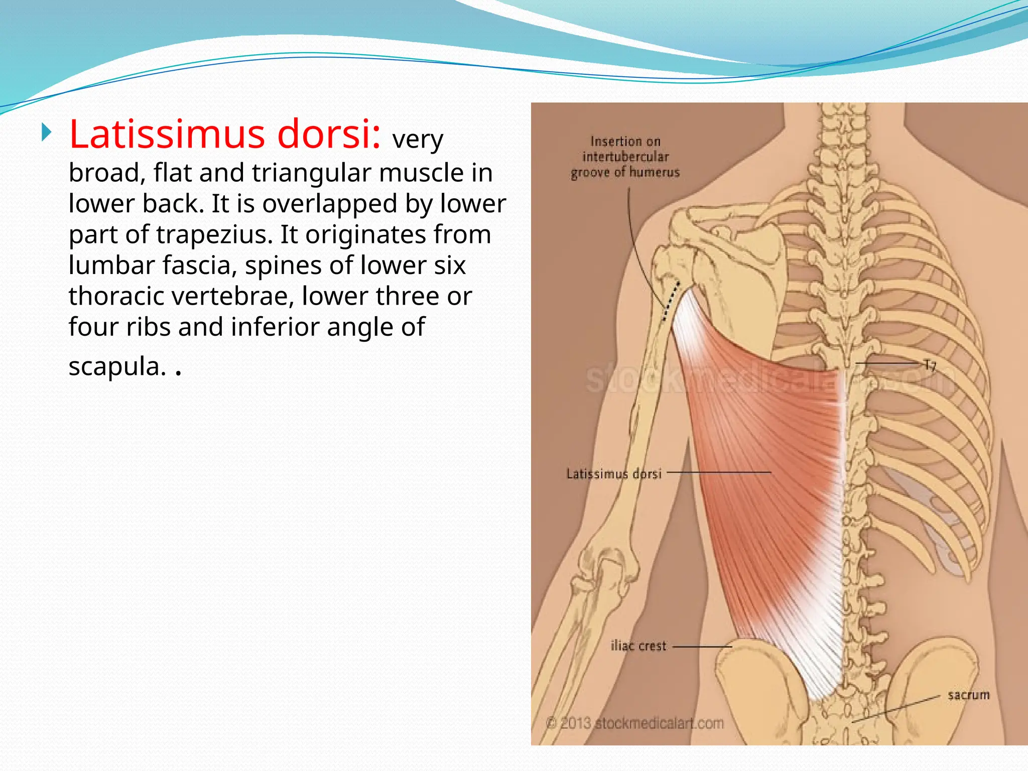  Latissimus dorsi: very
broad, flat and triangular muscle in
lower back. It is overlapped by lower
part of trapezius. It originates from
lumbar fascia, spines of lower six
thoracic vertebrae, lower three or
four ribs and inferior angle of
scapula. .
 