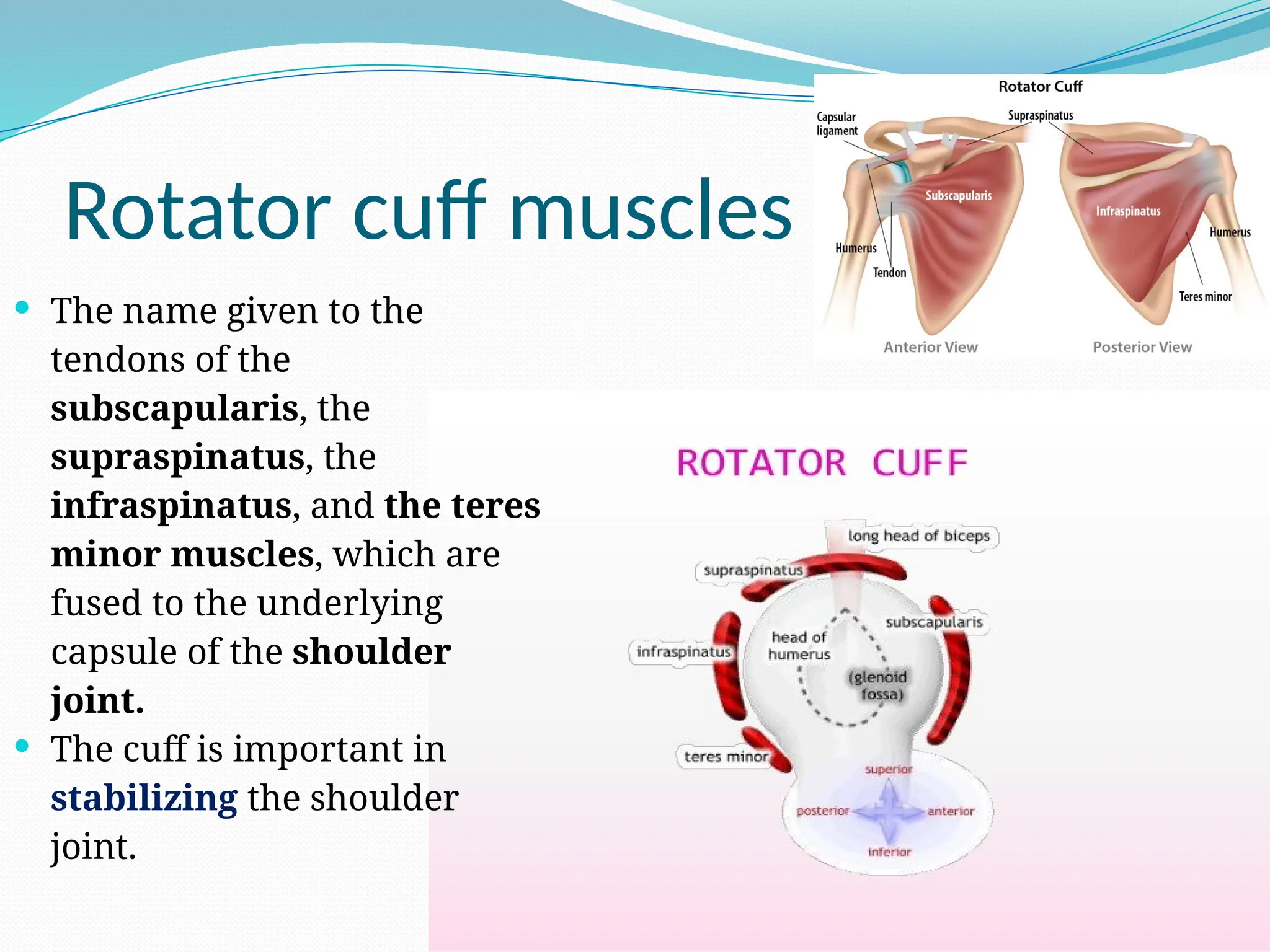 Rotator cuff muscles
 The name given to the
tendons of the
subscapularis, the
supraspinatus, the
infraspinatus, and the teres
minor muscles, which are
fused to the underlying
capsule of the shoulder
joint.
 The cuff is important in
stabilizing the shoulder
joint.
 