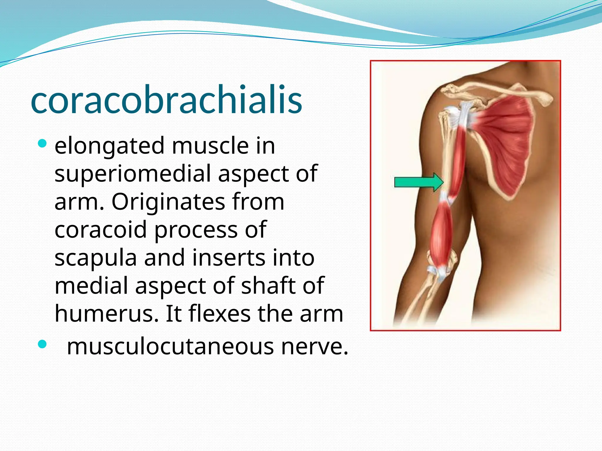 coracobrachialis
 elongated muscle in
superiomedial aspect of
arm. Originates from
coracoid process of
scapula and inserts into
medial aspect of shaft of
humerus. It flexes the arm
 musculocutaneous nerve.
 