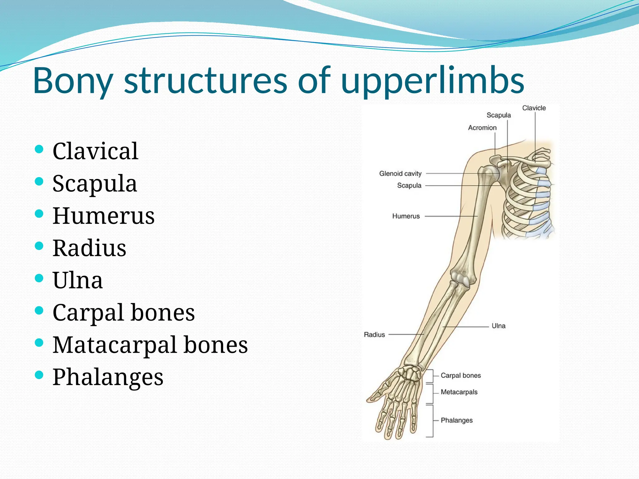 Bony structures of upperlimbs
 Clavical
 Scapula
 Humerus
 Radius
 Ulna
 Carpal bones
 Matacarpal bones
 Phalanges
 