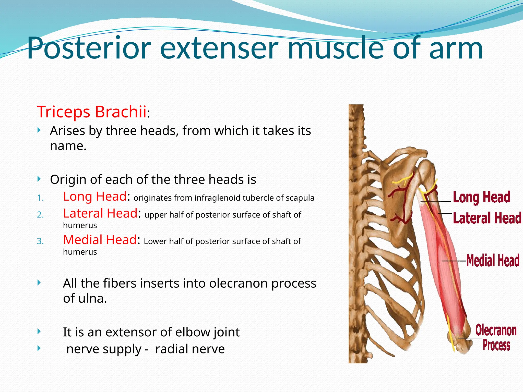 Posterior extenser muscle of arm
Triceps Brachii:
 Arises by three heads, from which it takes its
name.
 Origin of each of the three heads is
1. Long Head: originates from infraglenoid tubercle of scapula
2. Lateral Head: upper half of posterior surface of shaft of
humerus
3. Medial Head: Lower half of posterior surface of shaft of
humerus
 All the fibers inserts into olecranon process
of ulna.
 It is an extensor of elbow joint
 nerve supply - radial nerve
 