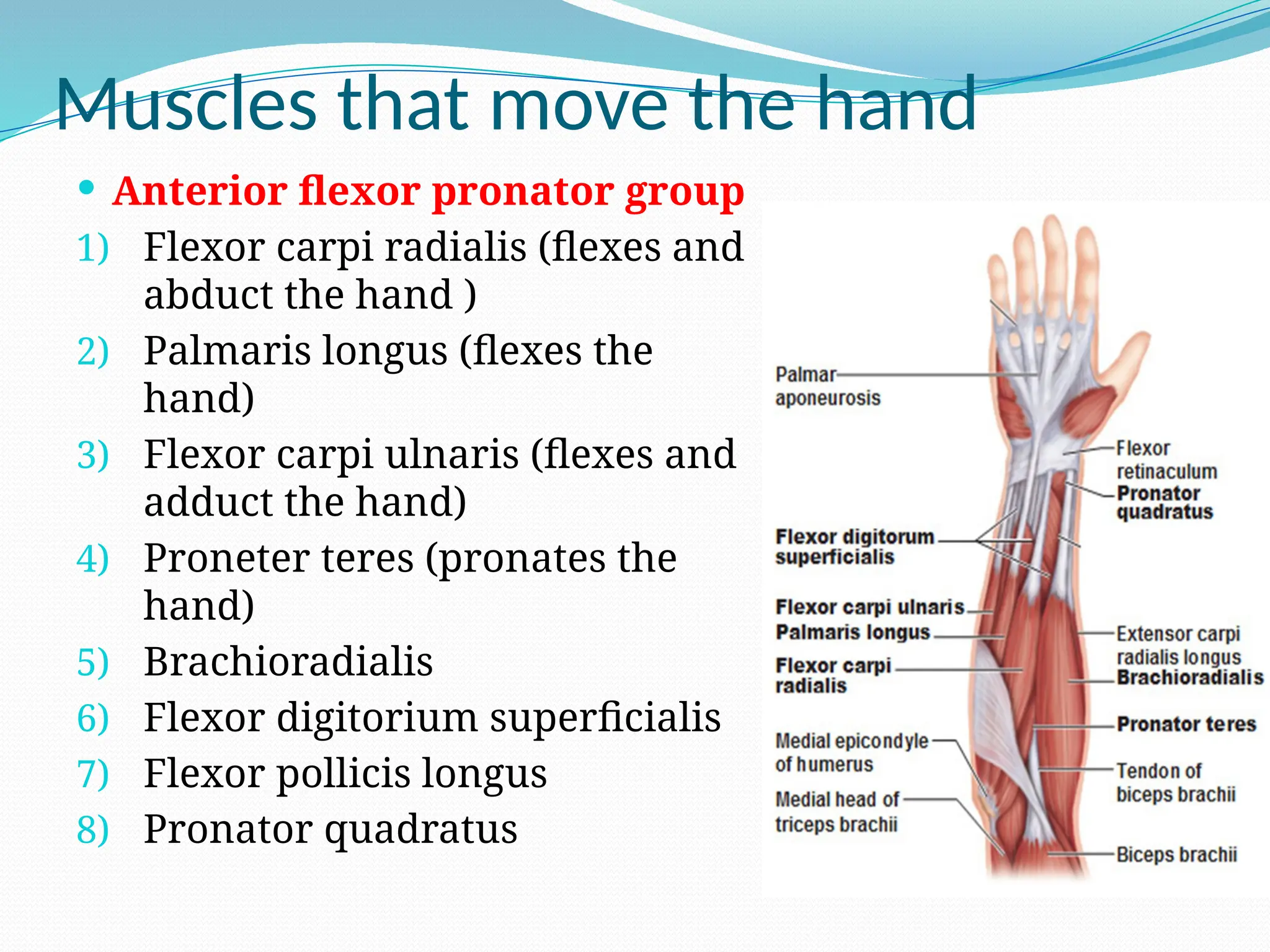 Muscles that move the hand
 Anterior flexor pronator group
1) Flexor carpi radialis (flexes and
abduct the hand )
2) Palmaris longus (flexes the
hand)
3) Flexor carpi ulnaris (flexes and
adduct the hand)
4) Proneter teres (pronates the
hand)
5) Brachioradialis
6) Flexor digitorium superficialis
7) Flexor pollicis longus
8) Pronator quadratus
 
