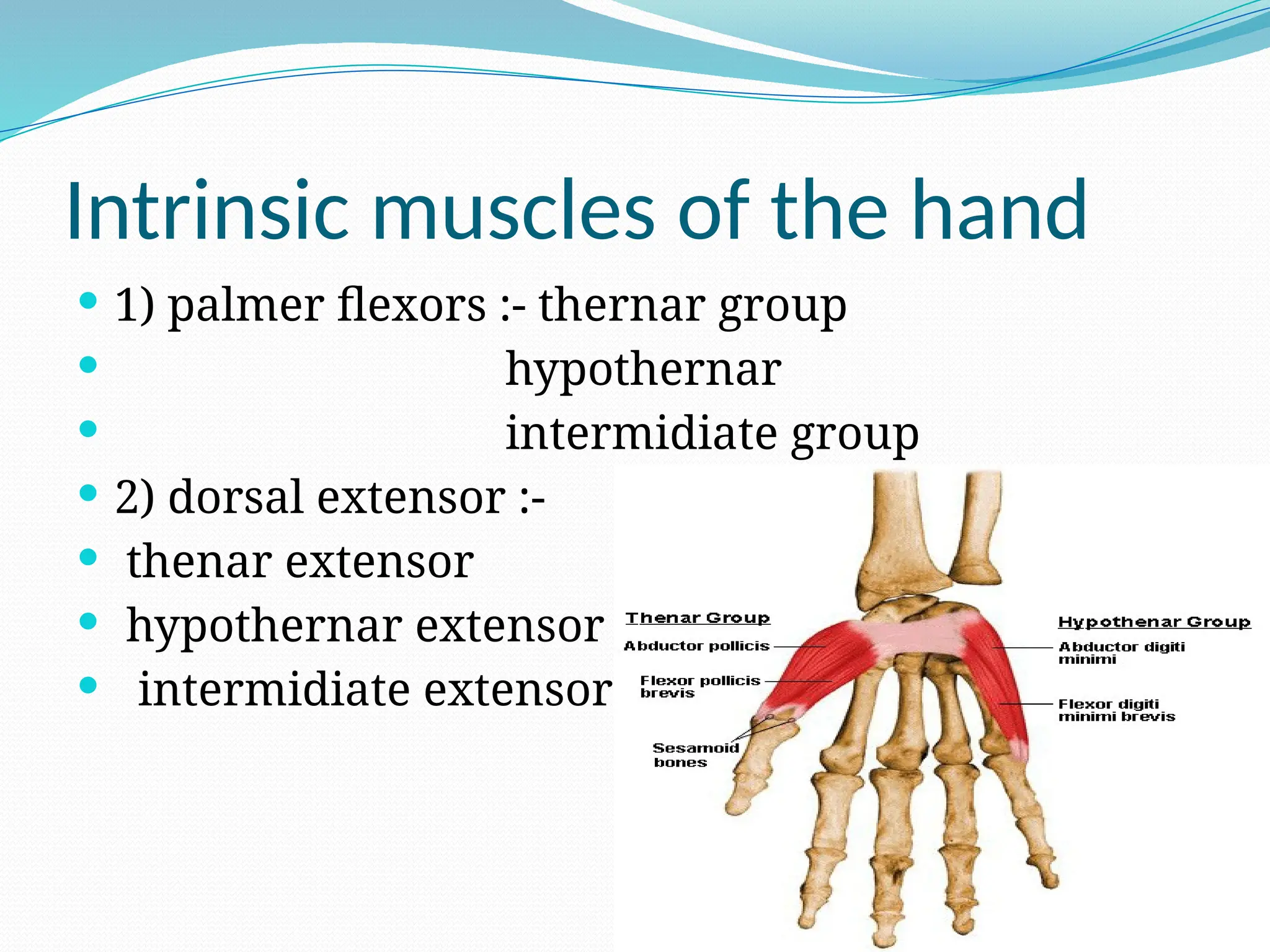 Intrinsic muscles of the hand
 1) palmer flexors :- thernar group
 hypothernar
 intermidiate group
 2) dorsal extensor :-
 thenar extensor
 hypothernar extensor
 intermidiate extensor
 