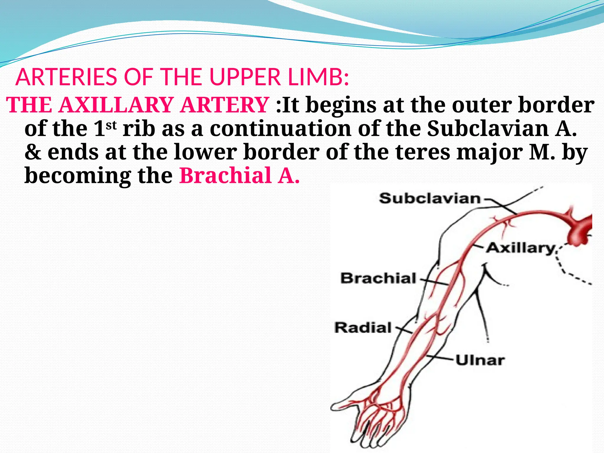 ARTERIES OF THE UPPER LIMB:
THE AXILLARY ARTERY :It begins at the outer border
of the 1st
rib as a continuation of the Subclavian A.
& ends at the lower border of the teres major M. by
becoming the Brachial A.
 