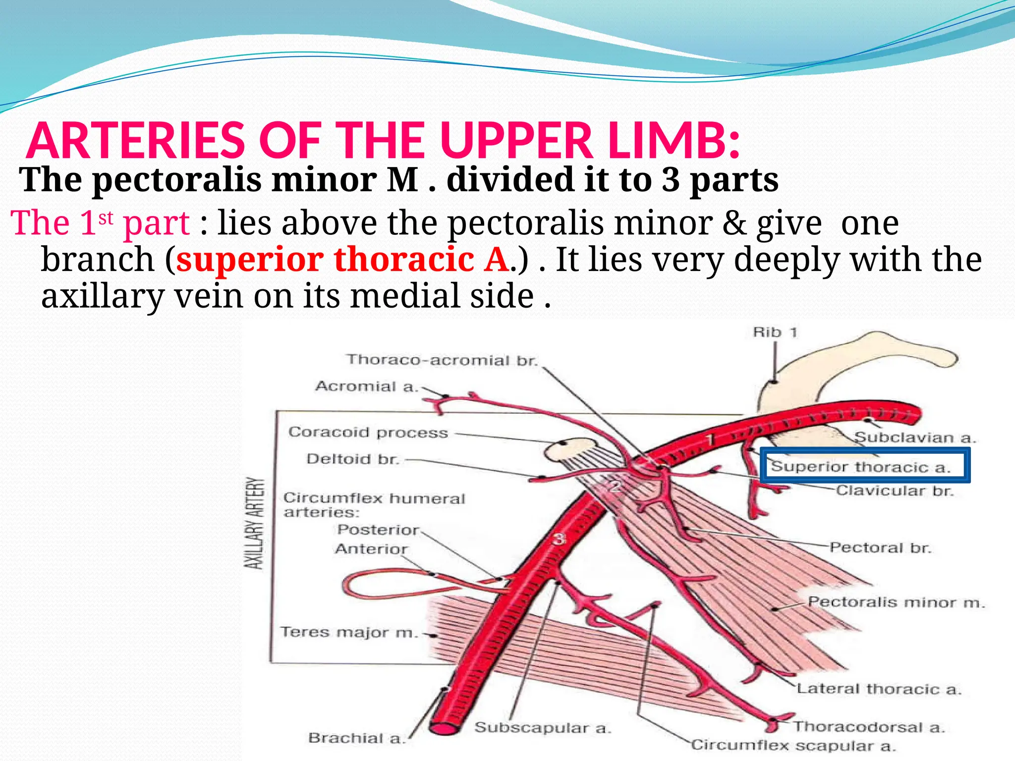 ARTERIES OF THE UPPER LIMB:
The pectoralis minor M . divided it to 3 parts
The 1st
part : lies above the pectoralis minor & give one
branch (superior thoracic A.) . It lies very deeply with the
axillary vein on its medial side .
 