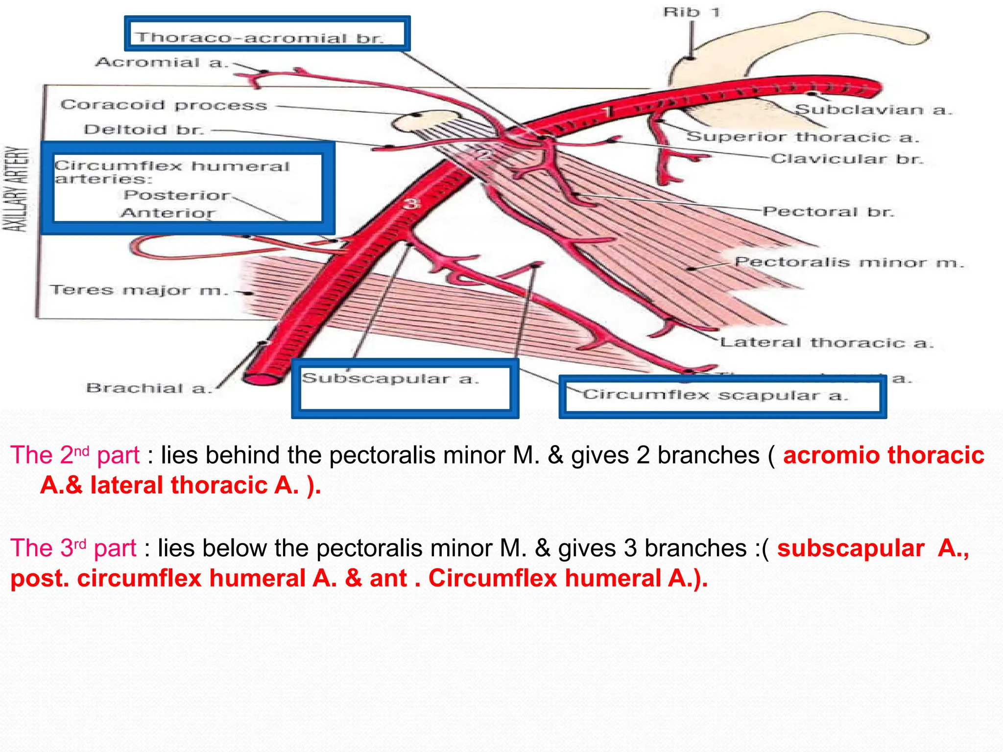 The 2nd
part : lies behind the pectoralis minor M. & gives 2 branches ( acromio thoracic
A.& lateral thoracic A. ).
The 3rd
part : lies below the pectoralis minor M. & gives 3 branches :( subscapular A.,
post. circumflex humeral A. & ant . Circumflex humeral A.).
 