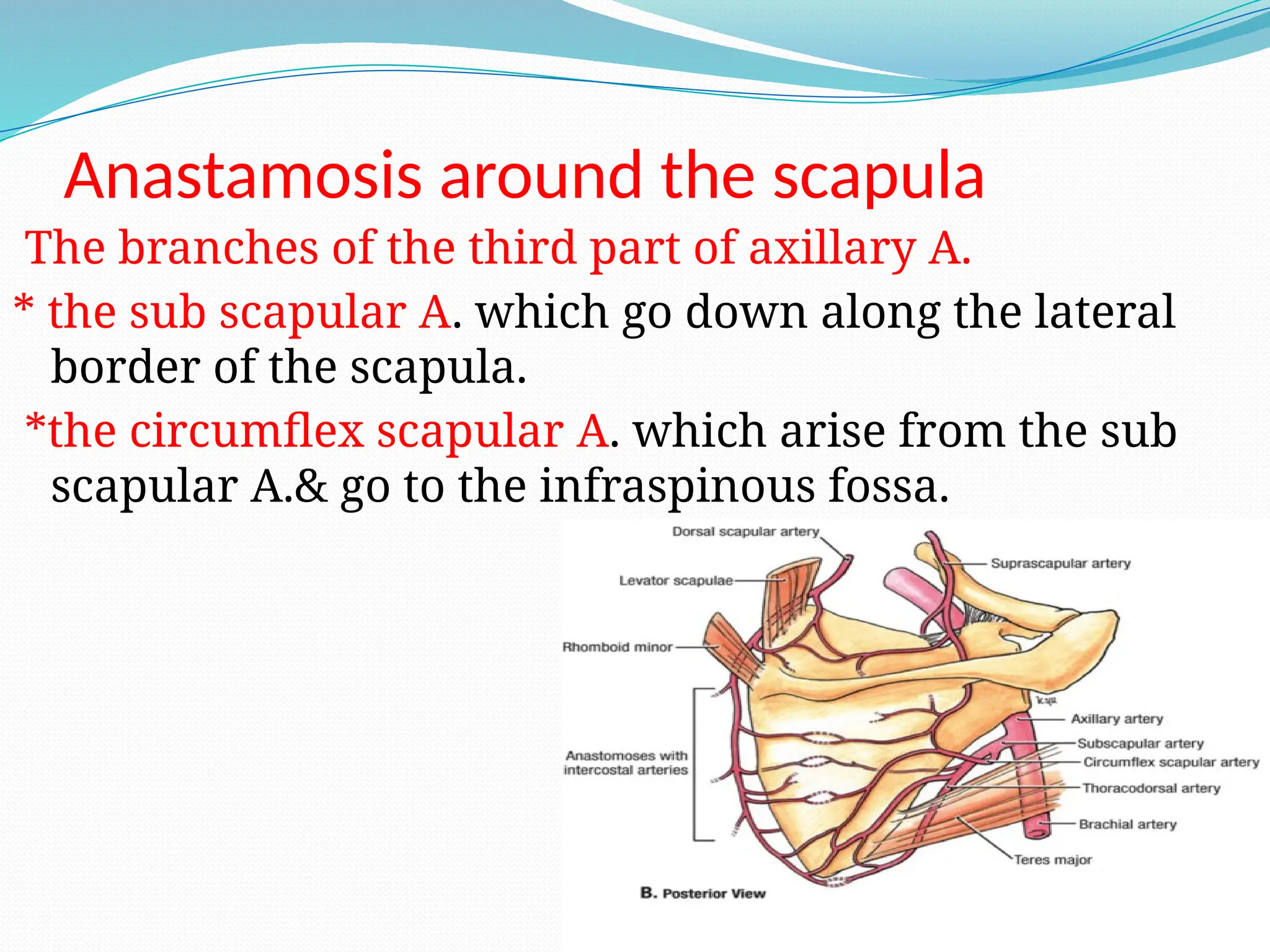 Anastamosis around the scapula
The branches of the third part of axillary A.
* the sub scapular A. which go down along the lateral
border of the scapula.
*the circumflex scapular A. which arise from the sub
scapular A.& go to the infraspinous fossa.
 