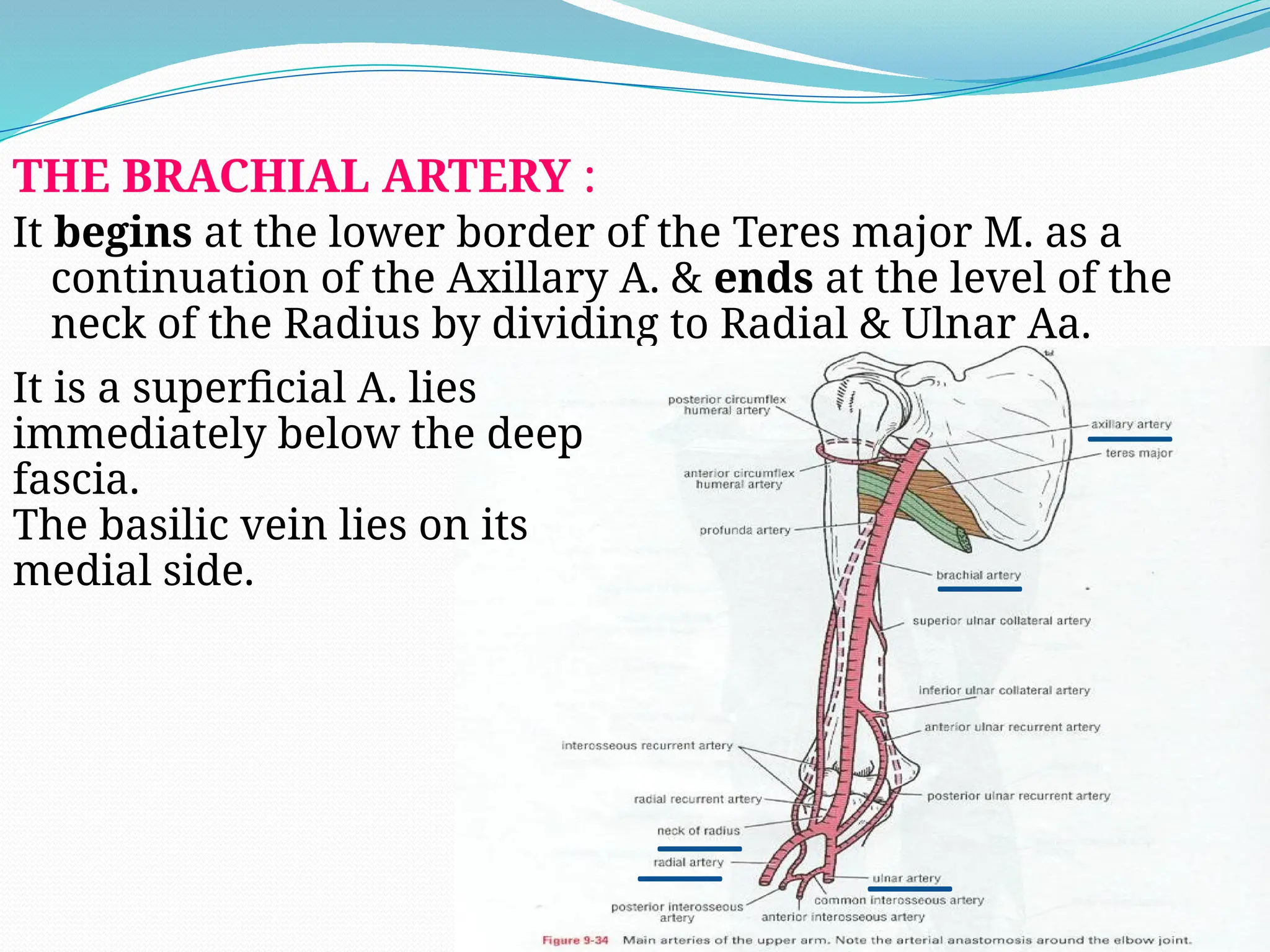 THE BRACHIAL ARTERY :
It begins at the lower border of the Teres major M. as a
continuation of the Axillary A. & ends at the level of the
neck of the Radius by dividing to Radial & Ulnar Aa.
It is a superficial A. lies
immediately below the deep
fascia.
The basilic vein lies on its
medial side.
 