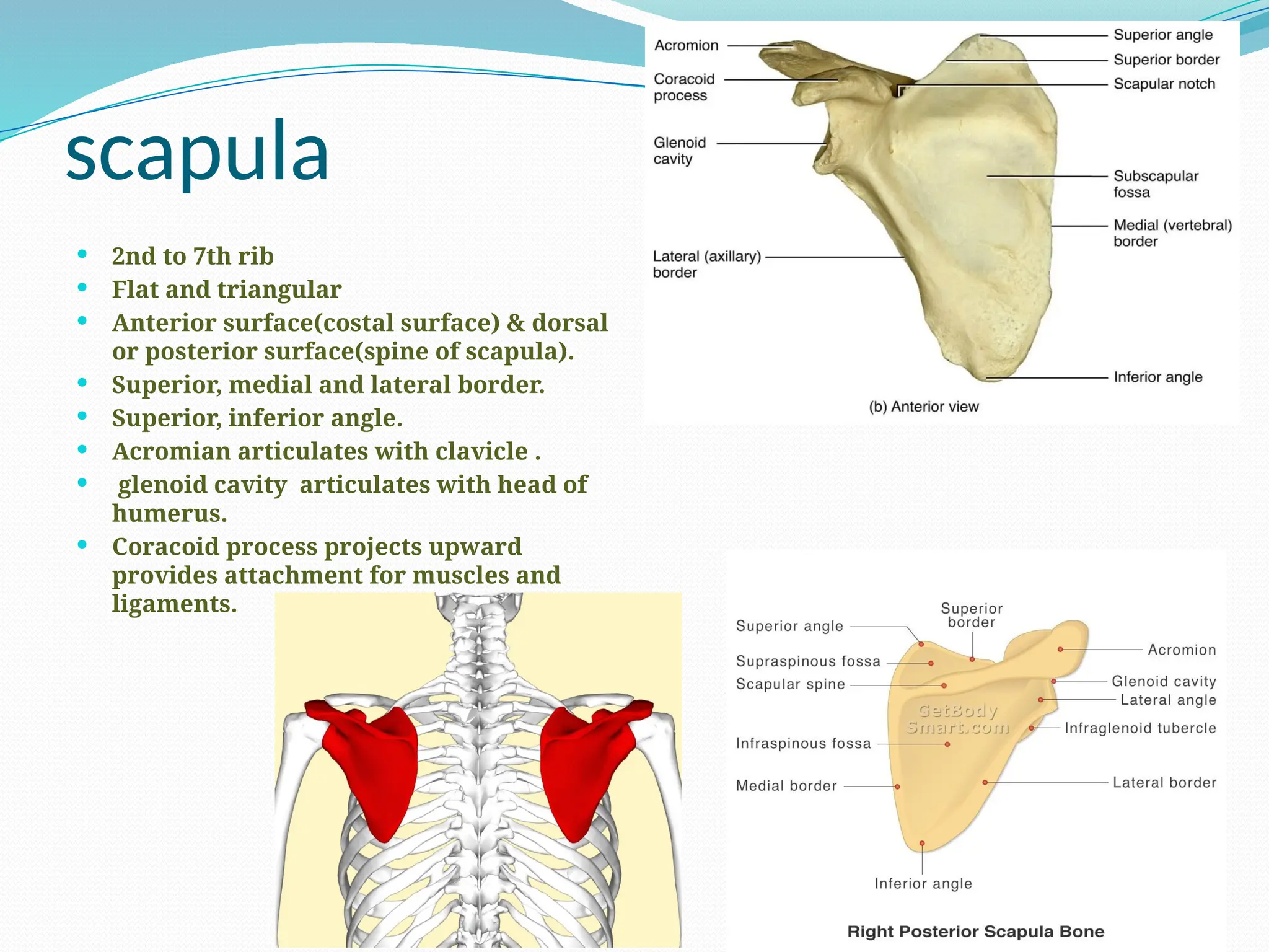 scapula
 2nd to 7th rib
 Flat and triangular
 Anterior surface(costal surface) & dorsal
or posterior surface(spine of scapula).
 Superior, medial and lateral border.
 Superior, inferior angle.
 Acromian articulates with clavicle .
 glenoid cavity articulates with head of
humerus.
 Coracoid process projects upward
provides attachment for muscles and
ligaments.
 